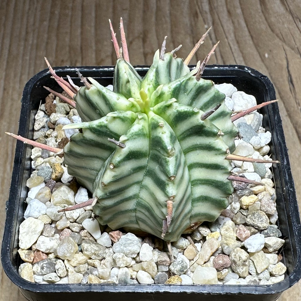 SHPR32131 Euphorbia meloformis f. variegata