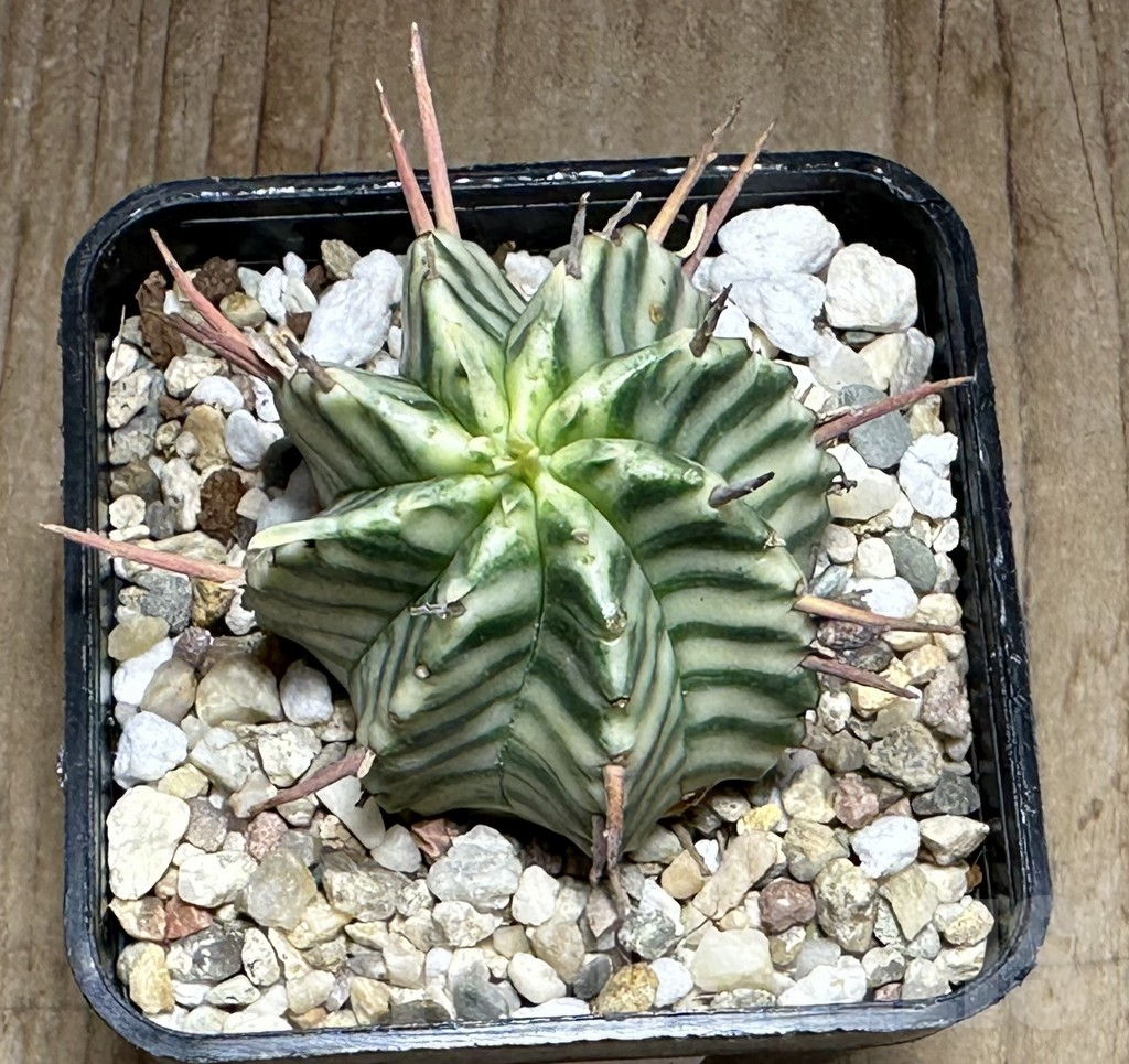 SHPR32131 Euphorbia meloformis f. variegata - Image 2