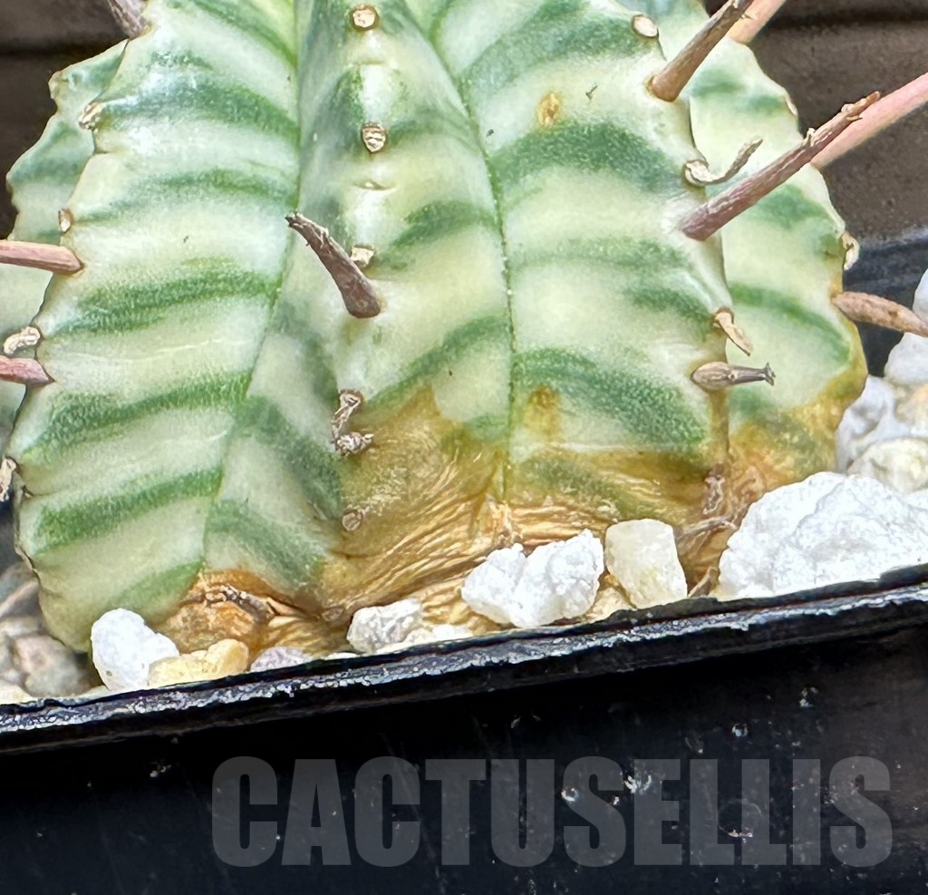 SHPR32131 Euphorbia meloformis f. variegata - Image 3