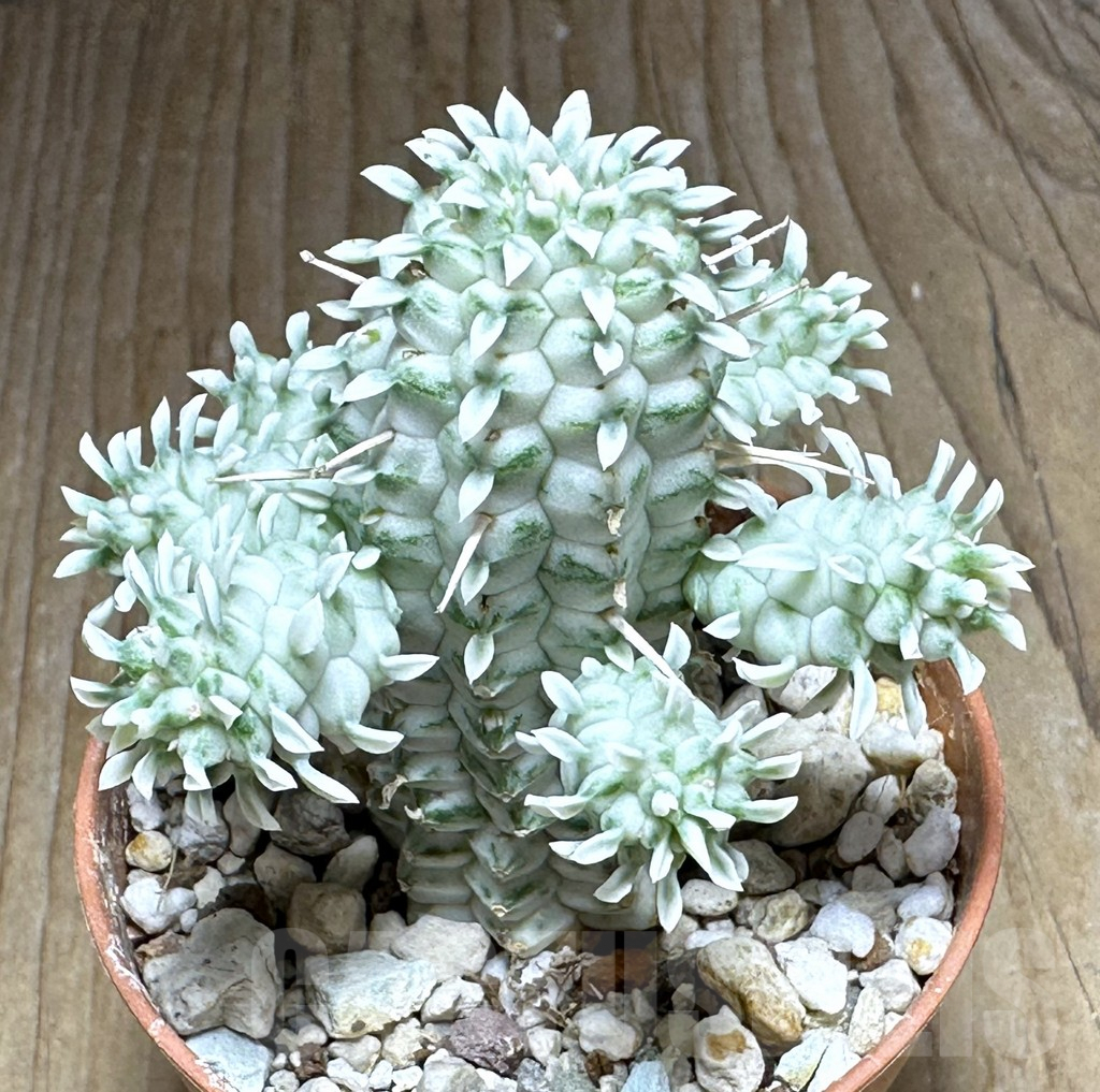 SHPR32132 Euphorbia mammillaris f. variegata - Image 2