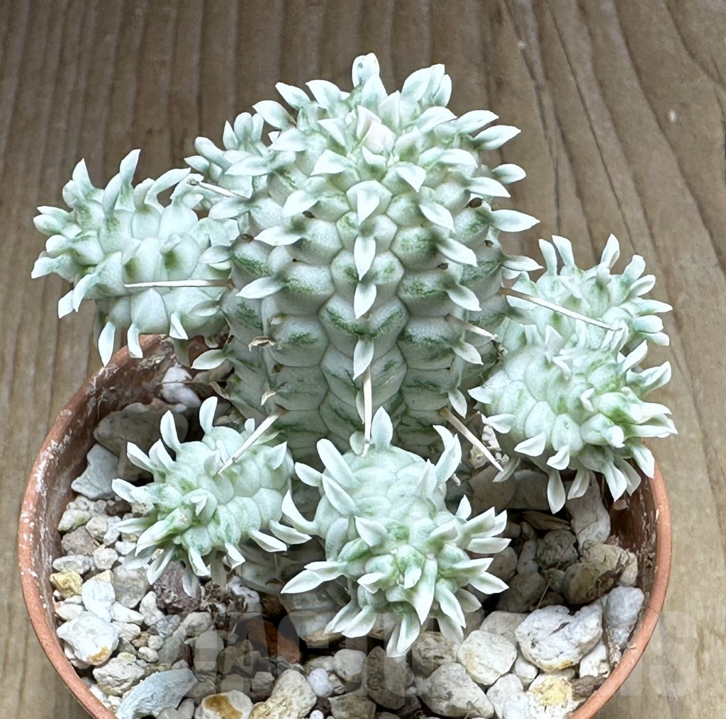 SHPR32132 Euphorbia mammillaris f. variegata