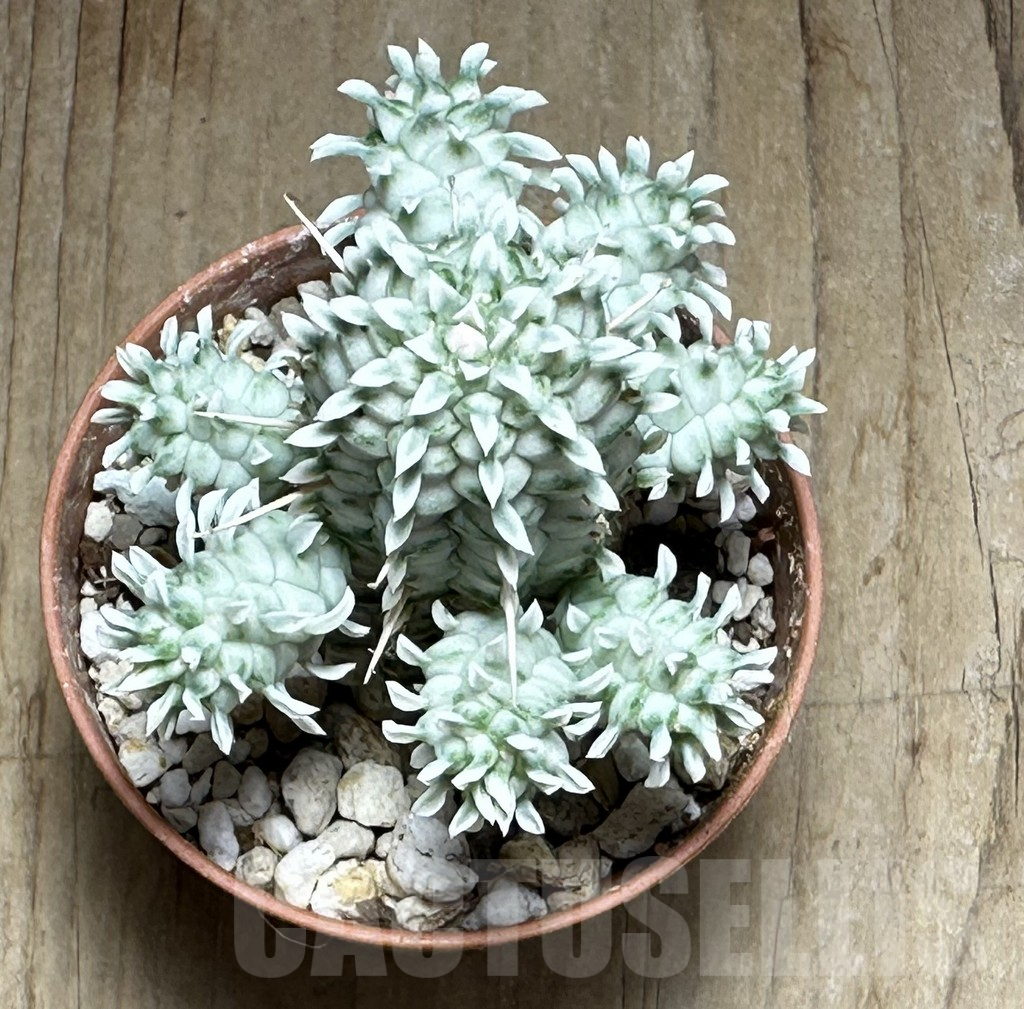 SHPR32132 Euphorbia mammillaris f. variegata - Image 3