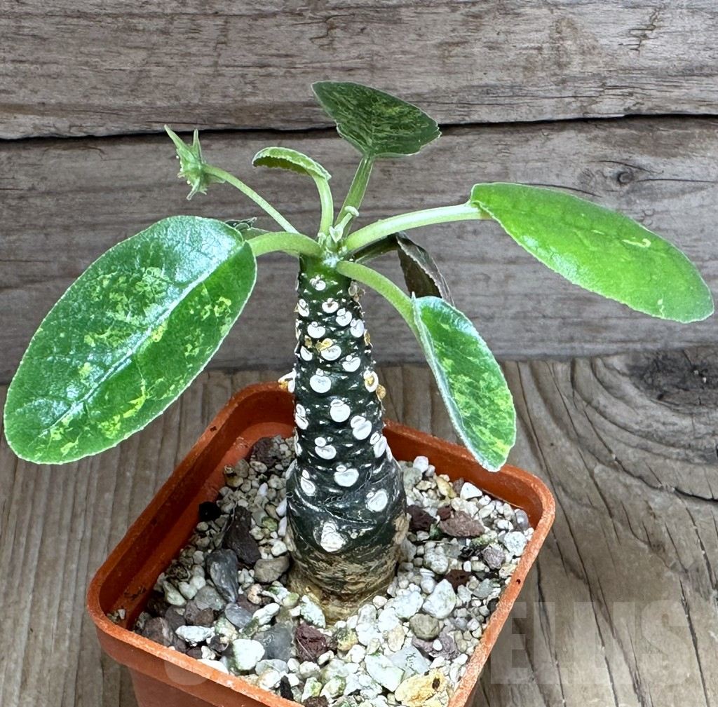 SHPR32133 Dorstenia foetida ex variegata