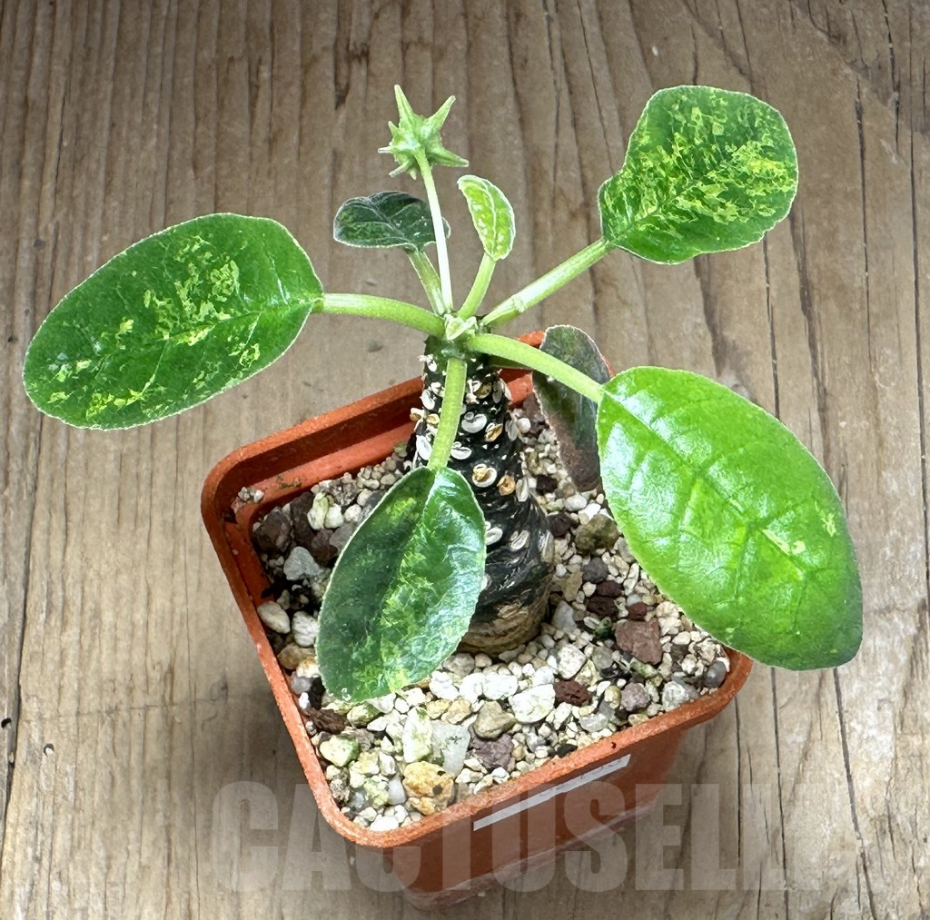 SHPR32133 Dorstenia foetida ex variegata - Image 2