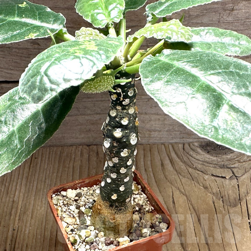 SHPR32134 Dorstenia foetida ex variegata