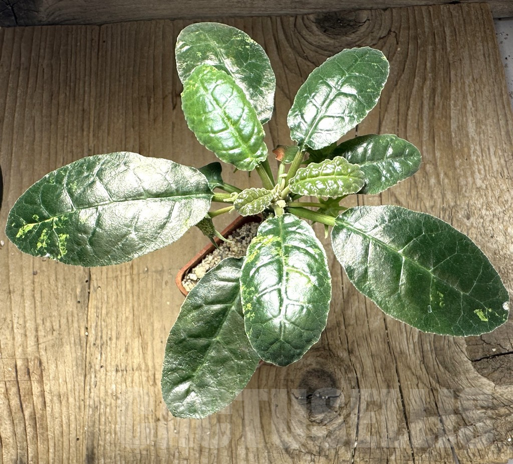 SHPR32134 Dorstenia foetida ex variegata - Image 2