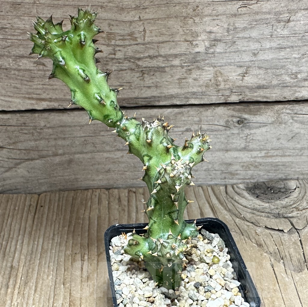 SHPR32137 Edithcolea grandis - Image 2