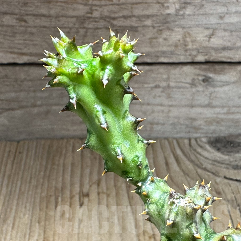 SHPR32137 Edithcolea grandis