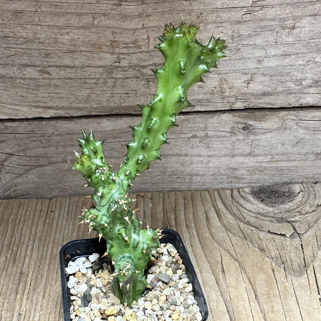 SHPR32138 Edithcolea grandis - Image 2