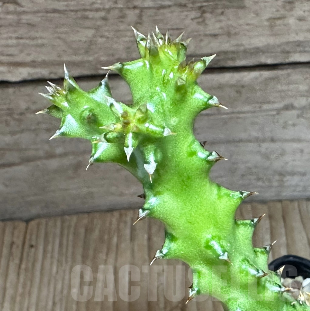 SHPR32138 Edithcolea grandis