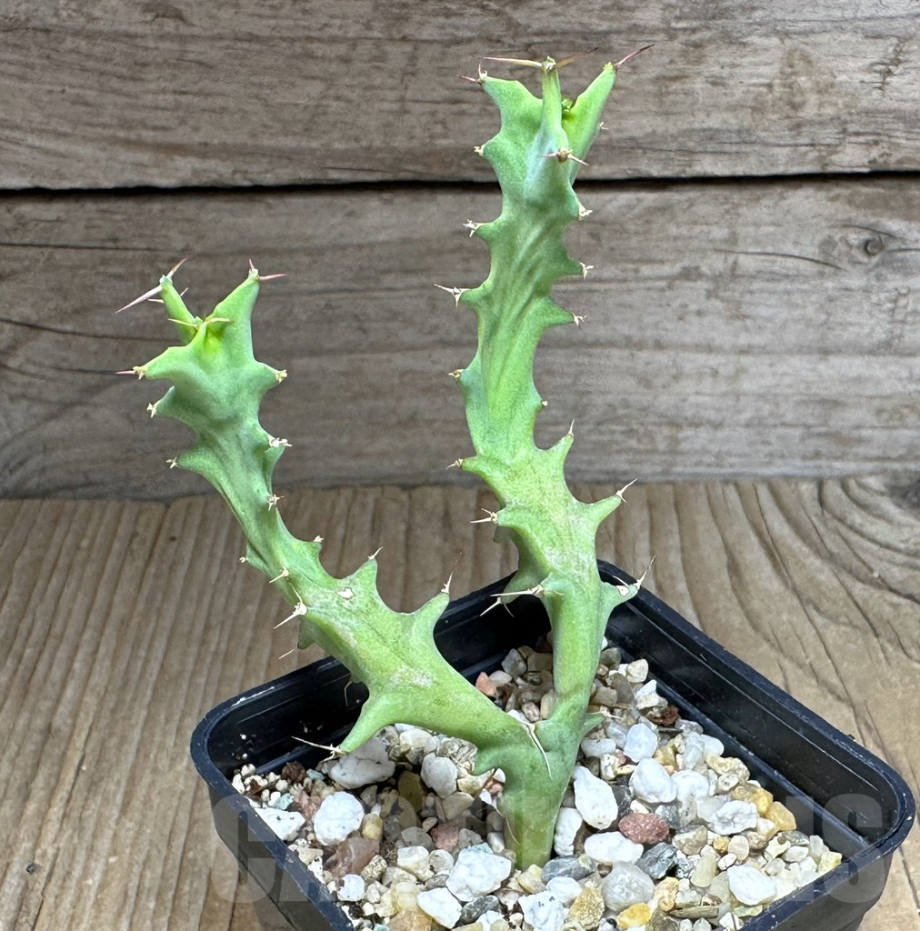 SHPR32140 Euphorbia tortirama sedling - Image 2