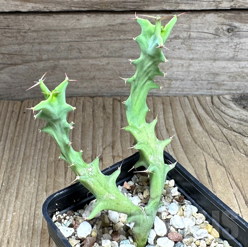 SHPR32140 Euphorbia tortirama sedling