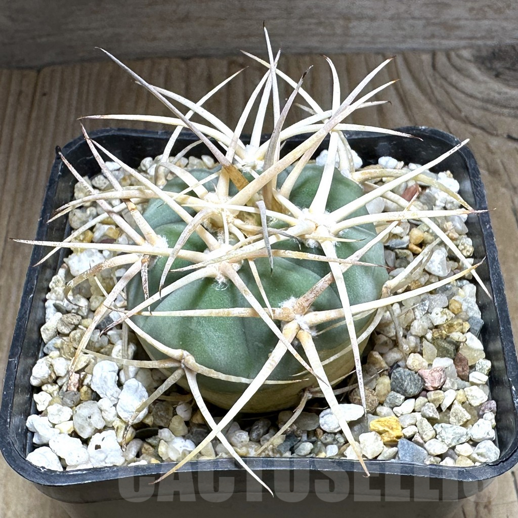 SHPR32142 Gymnocalycium cardenasianum LF 616