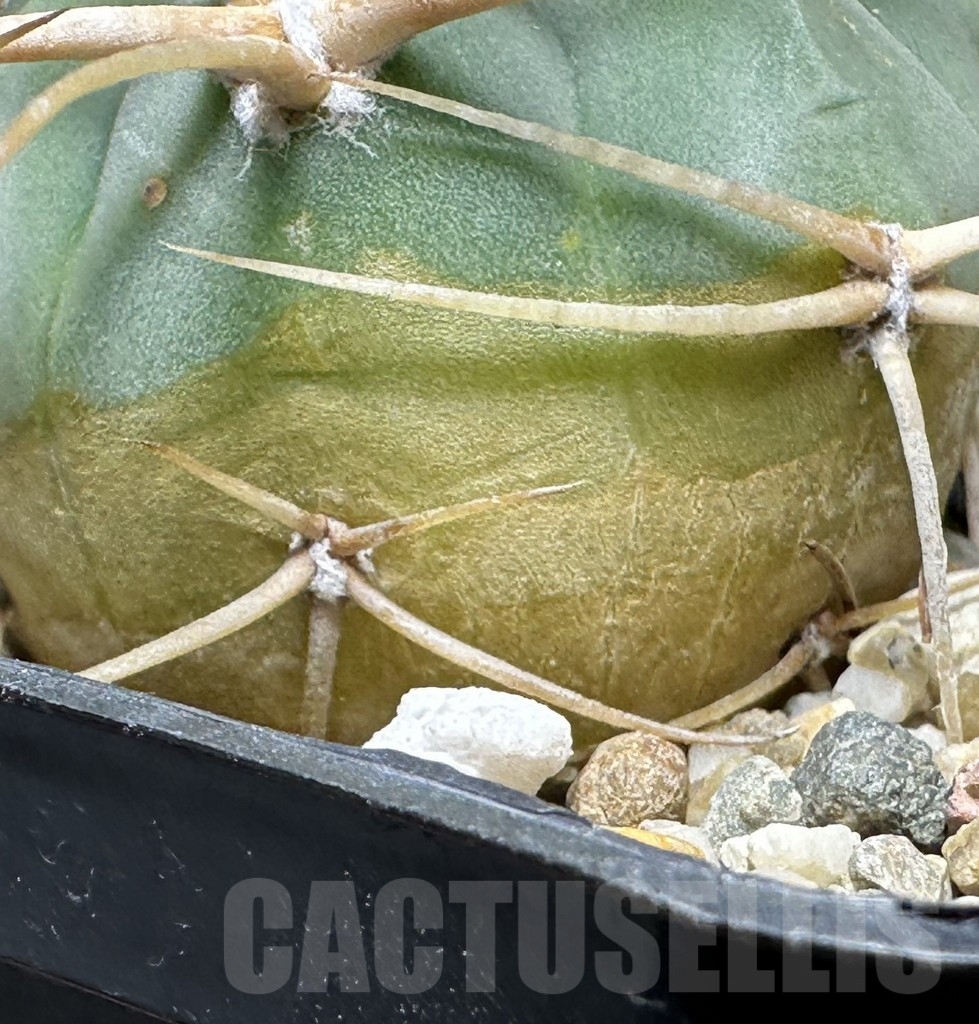 SHPR32142 Gymnocalycium cardenasianum LF 616 - Obrázek 2