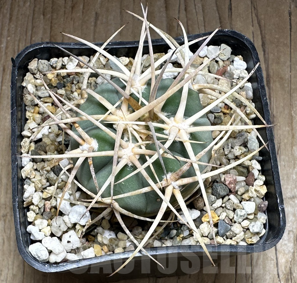 SHPR32142 Gymnocalycium cardenasianum LF 616 - Obrázek 3
