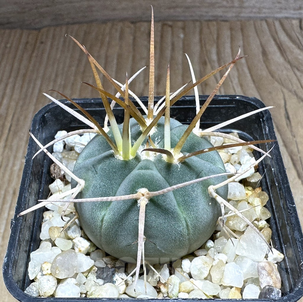 SHPR32143 Gymnocalycium cardenasianum armatum, HTH 106