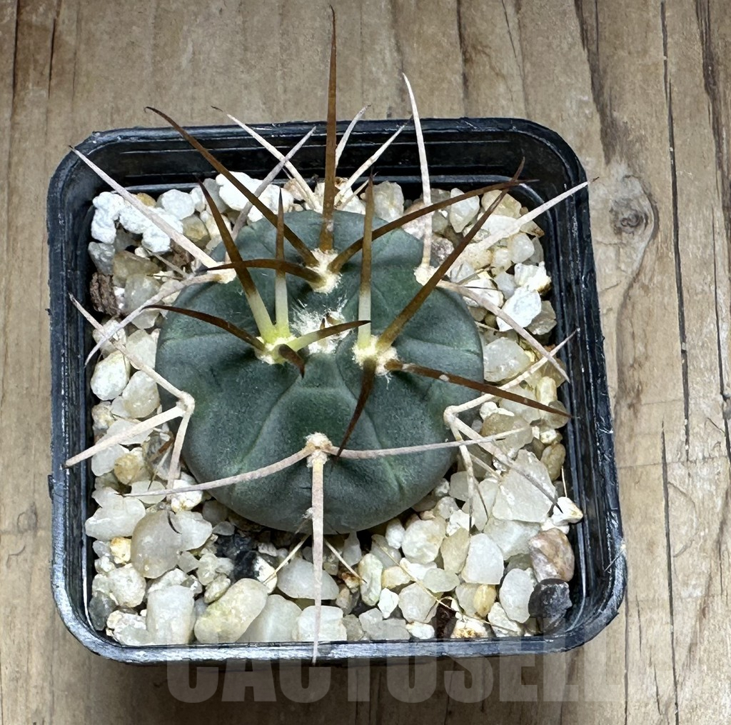 SHPR32143 Gymnocalycium cardenasianum armatum, HTH 106 - Image 2