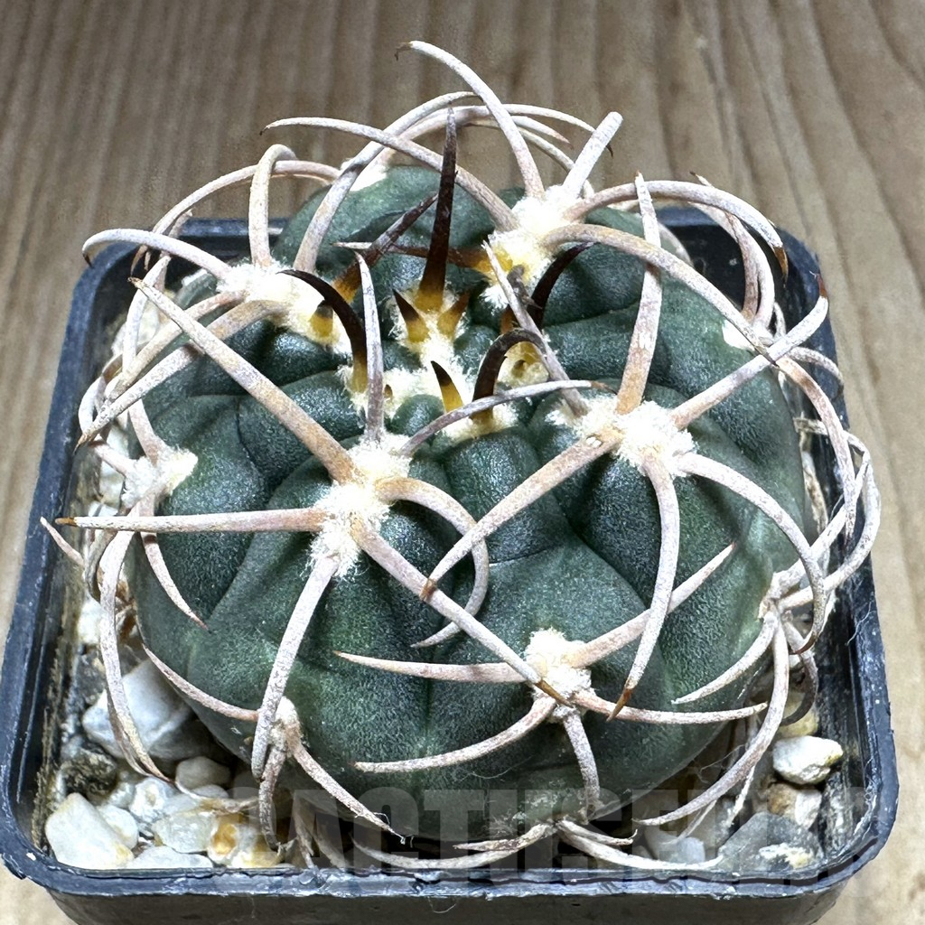 SHPR32144 Gymnocalycium catamarcense