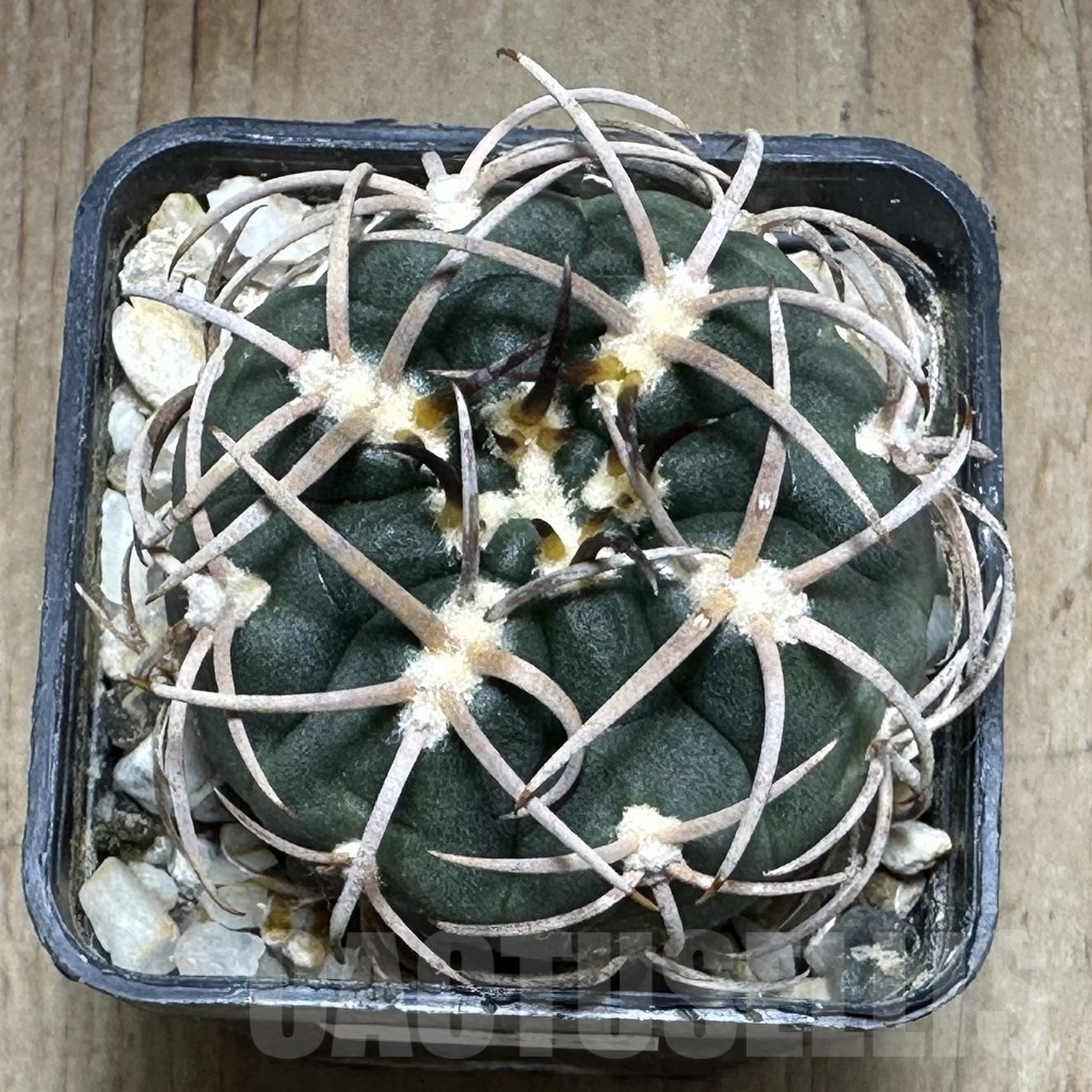 SHPR32144 Gymnocalycium catamarcense - Image 2