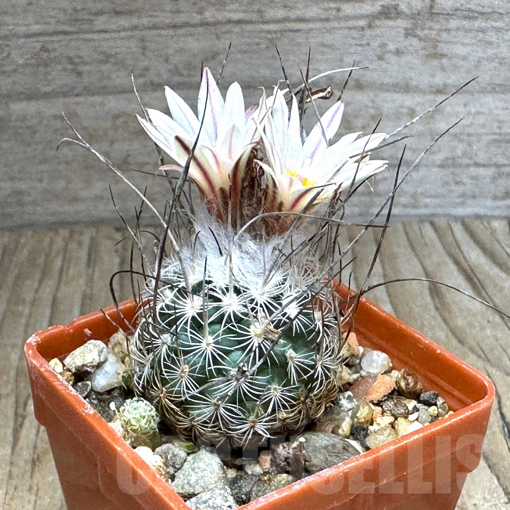 SHPR32145 Turbinicarpus dickisoniae, old 6 years