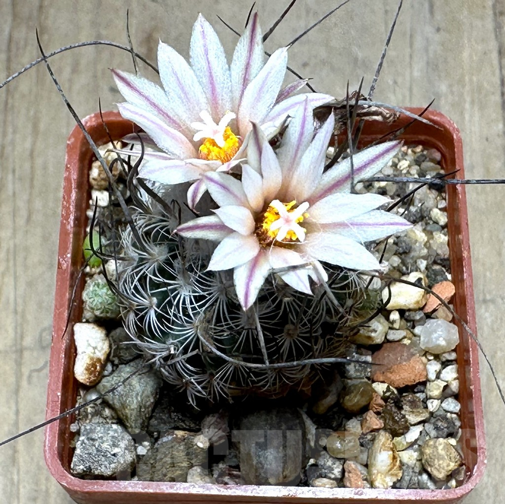 SHPR32145 Turbinicarpus dickisoniae, old 6 years - Image 2