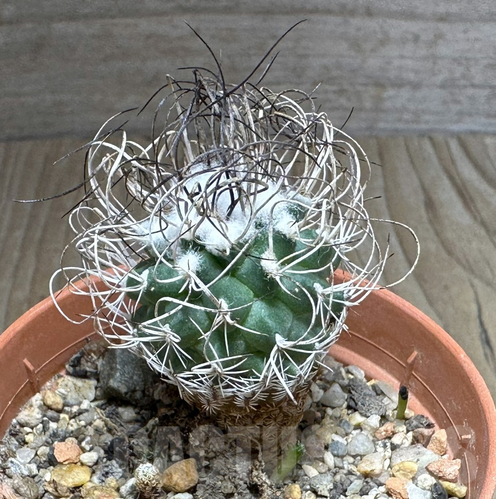 SHPR32146 Turbinicarpus pseudomacrochele, old 6 years - Image 2