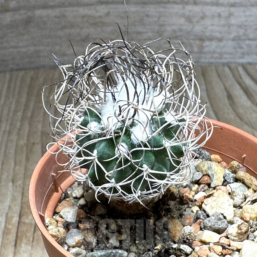 SHPR32146 Turbinicarpus pseudomacrochele, old 6 years