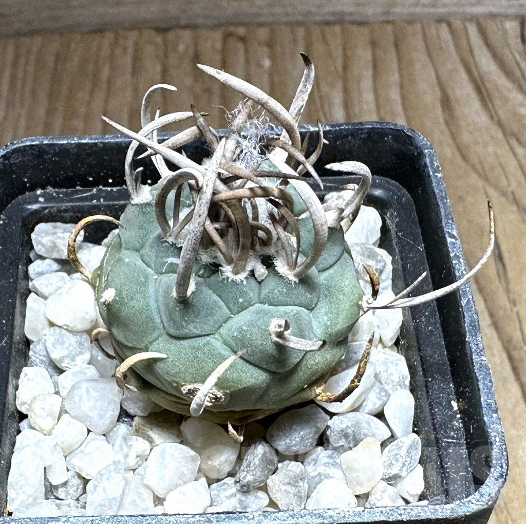 SHPR32147 Turbinicarpus schmiedickeanus, old 8 years - Image 2