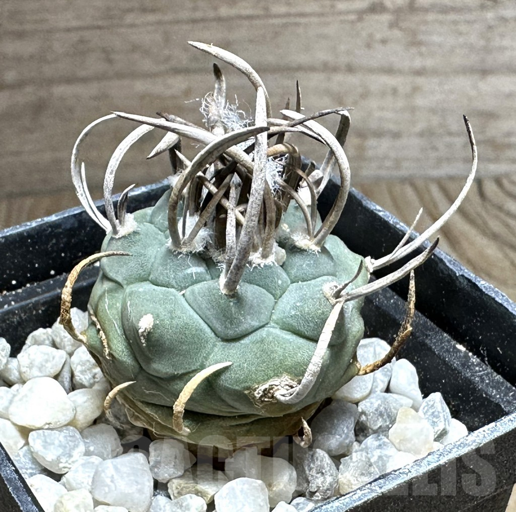 SHPR32147 Turbinicarpus schmiedickeanus, old 8 years