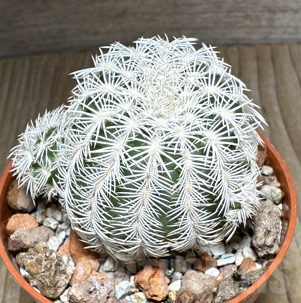 SHPR32148 Echinocereus reichenbachii v. albispinus