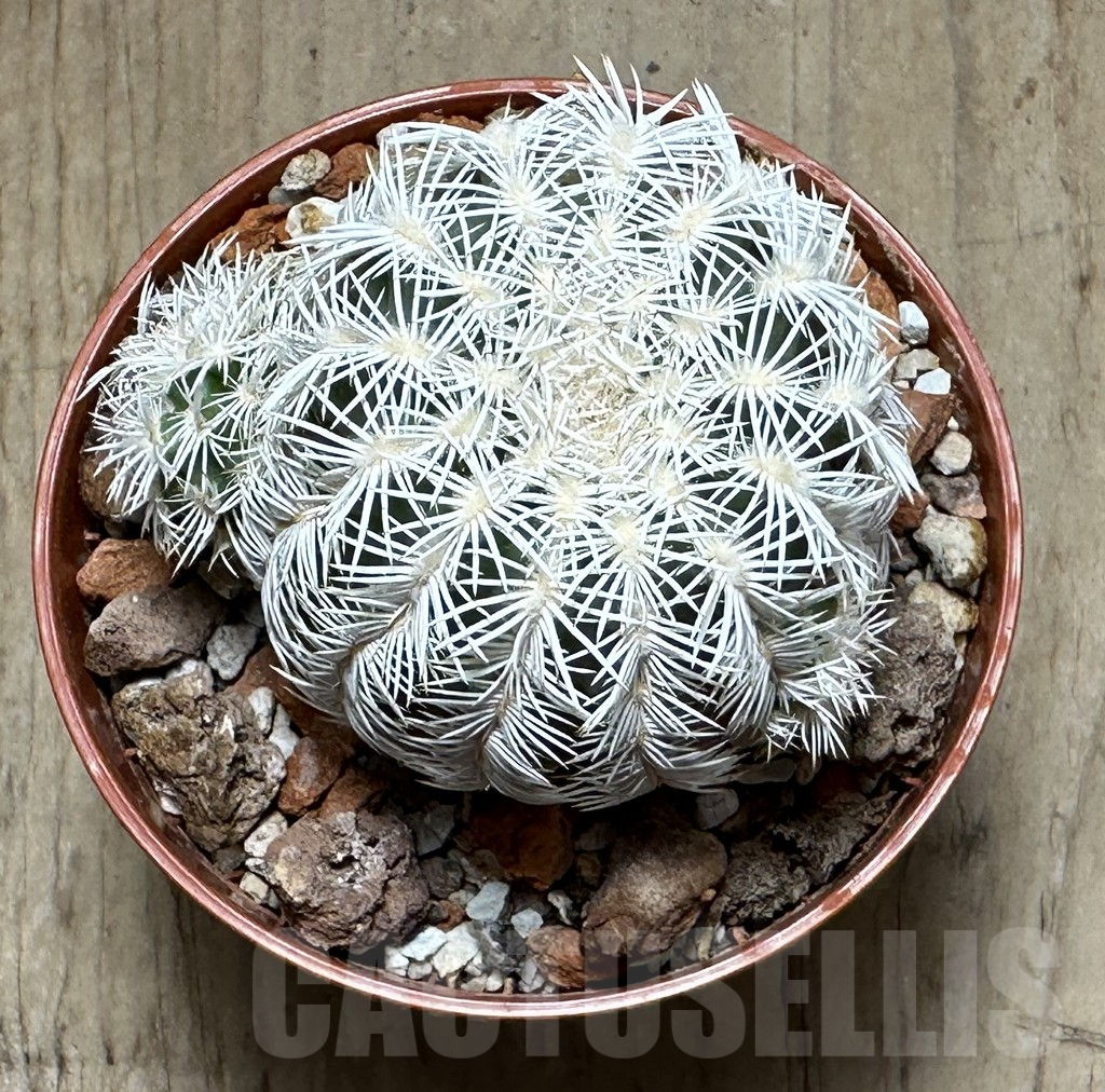 SHPR32148 Echinocereus reichenbachii v. albispinus - Obrázek 2