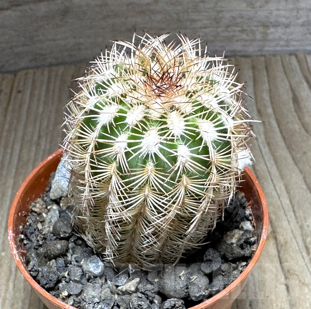 SHPR32149 Echinocereus reichenbachii v. minor