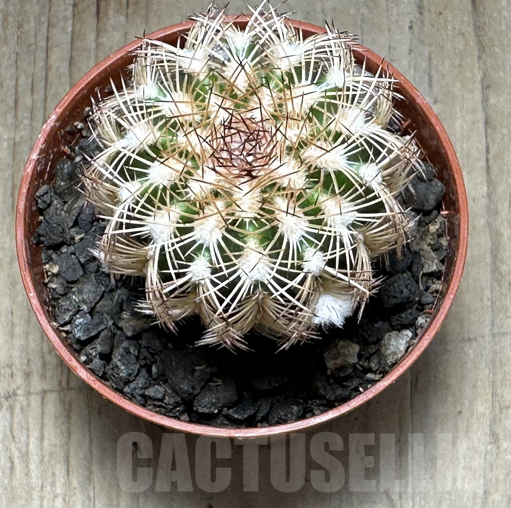 SHPR32149 Echinocereus reichenbachii v. minor - Image 2