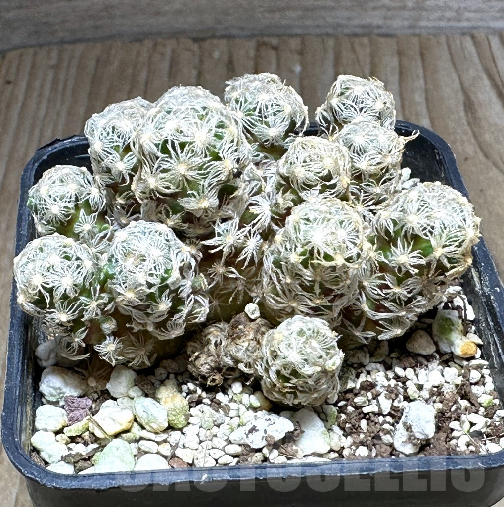 SHPR32150 Mammillaria theresae f. minor