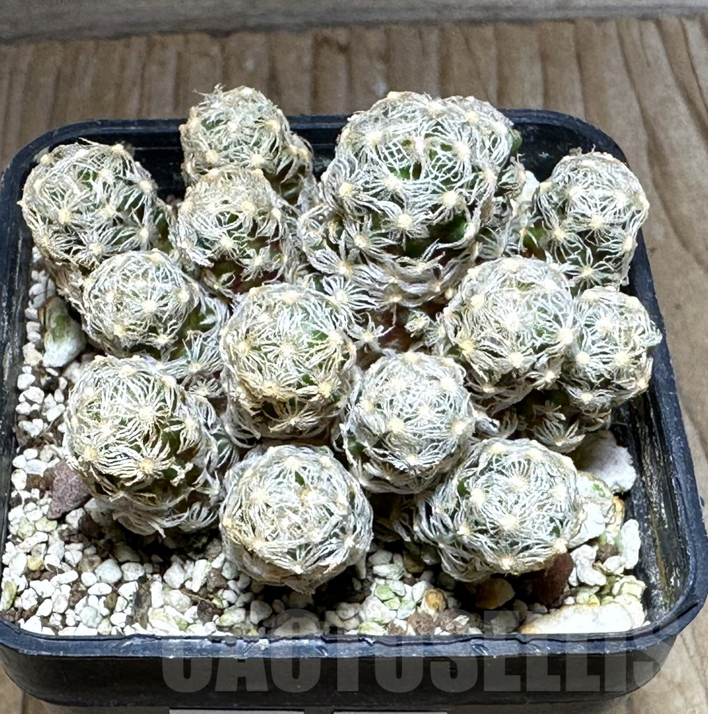 SHPR32150 Mammillaria theresae f. minor - Image 2