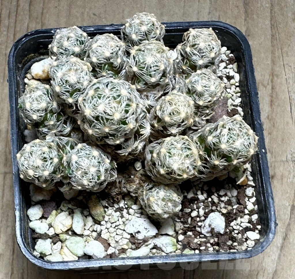 SHPR32150 Mammillaria theresae f. minor - Image 3