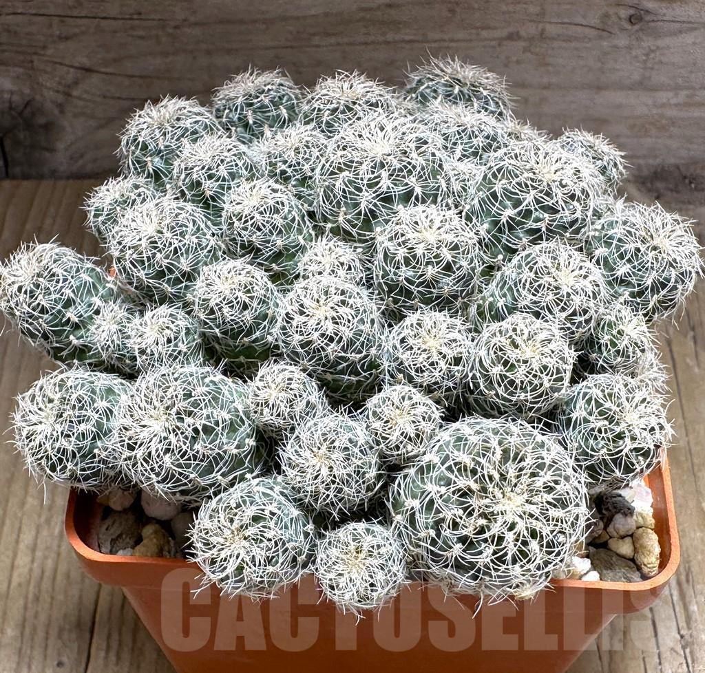 SHPR32151 Sulcorebutia aff. canigueralii, old 15 years