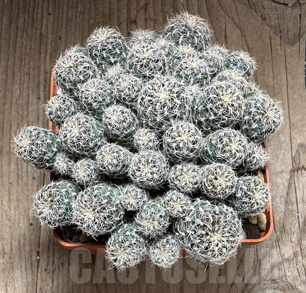 SHPR32151 Sulcorebutia aff. canigueralii, old 15 years - Imagen 2