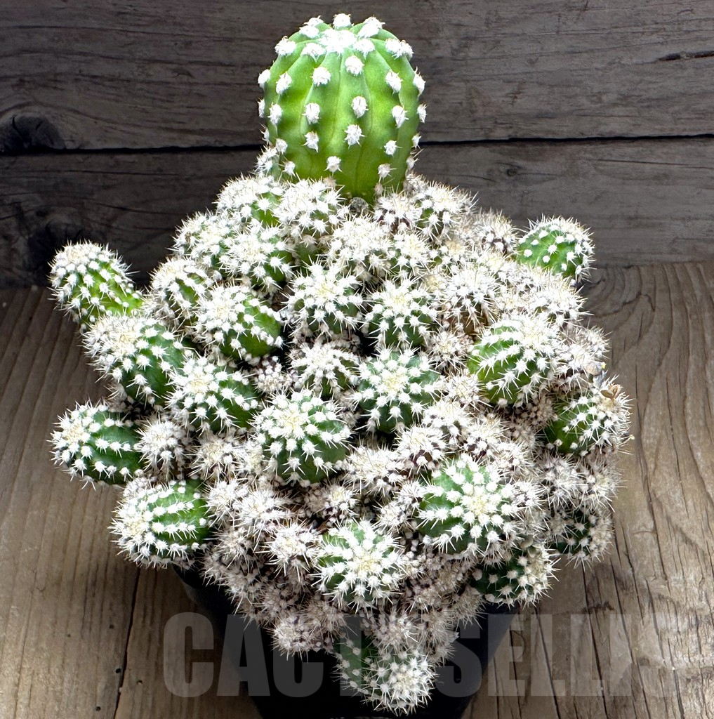 SHPR32152 Echinopsis subdenudata f. monstrose, old 12 years - Imagen 2