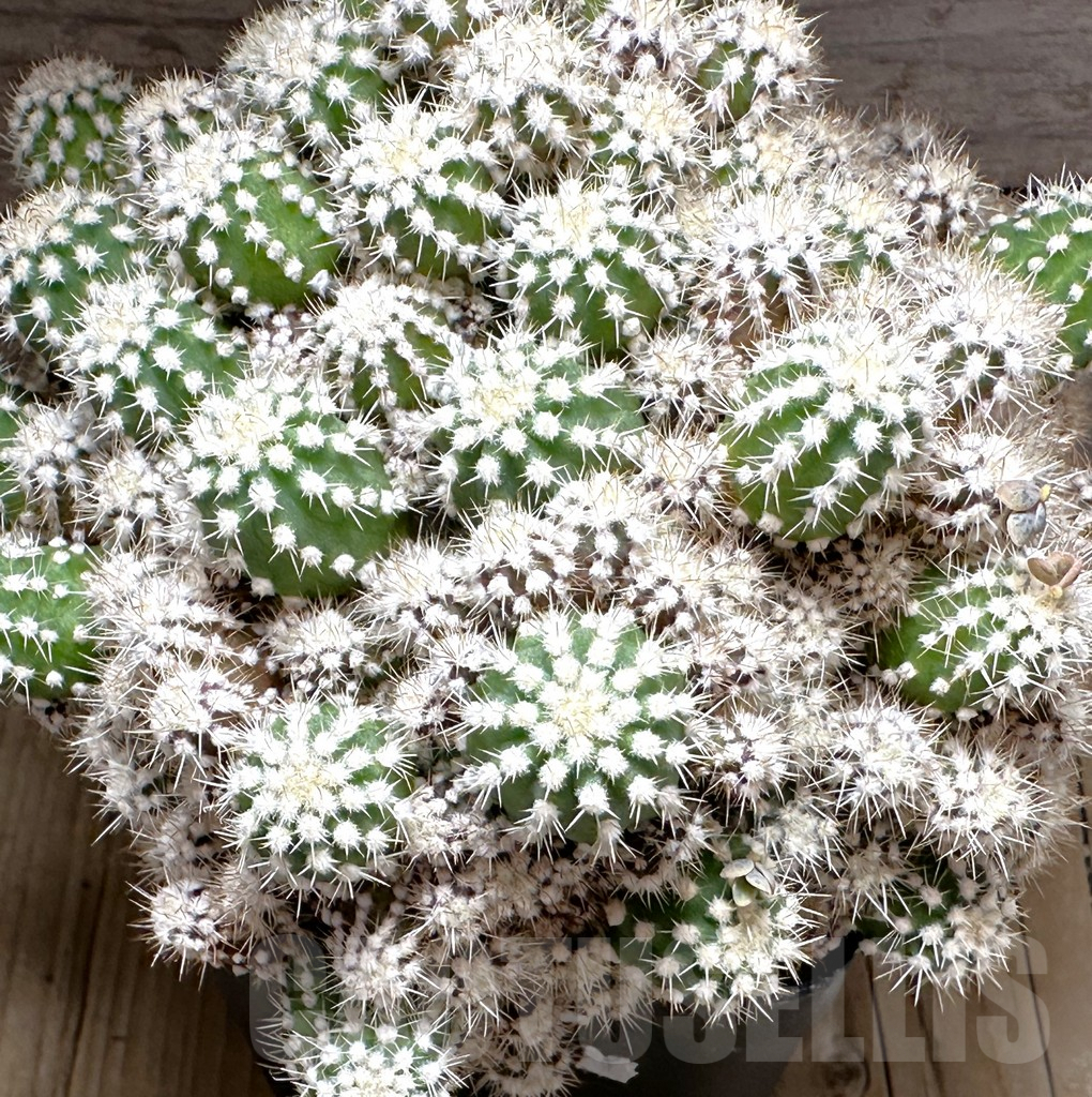 SHPR32152 Echinopsis subdenudata f. monstrose, old 12 years