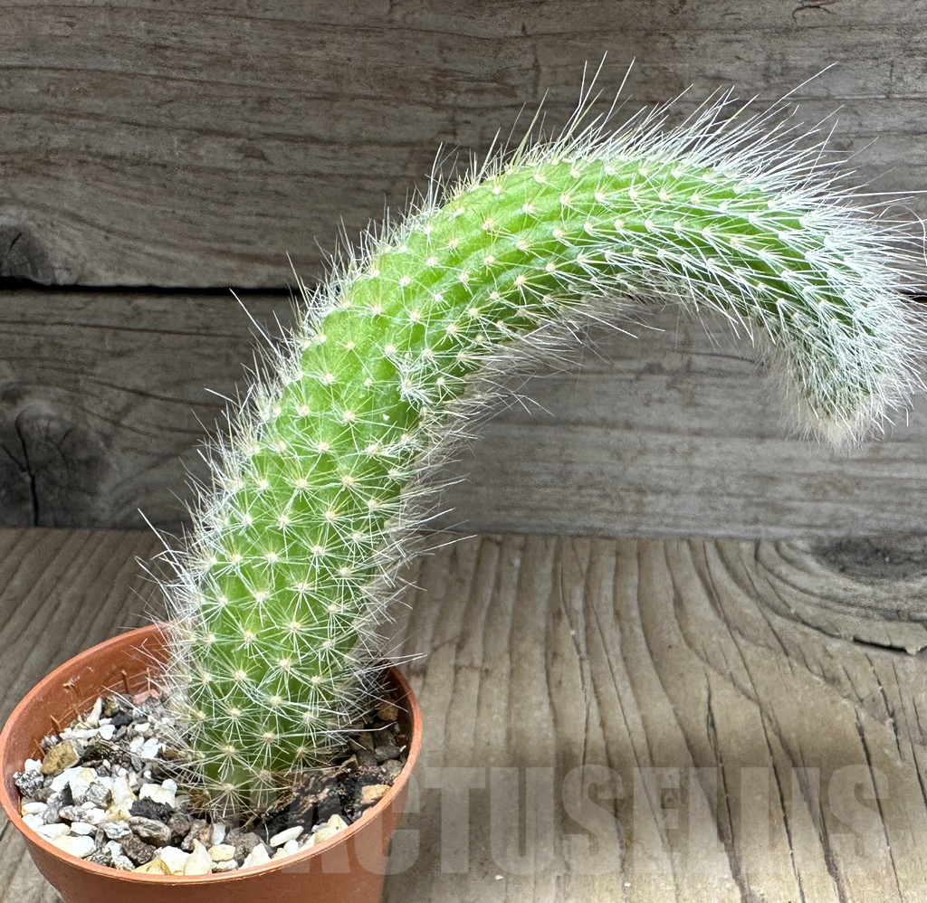 SHPR32153 Hildewintera colademononis - Imagen 2