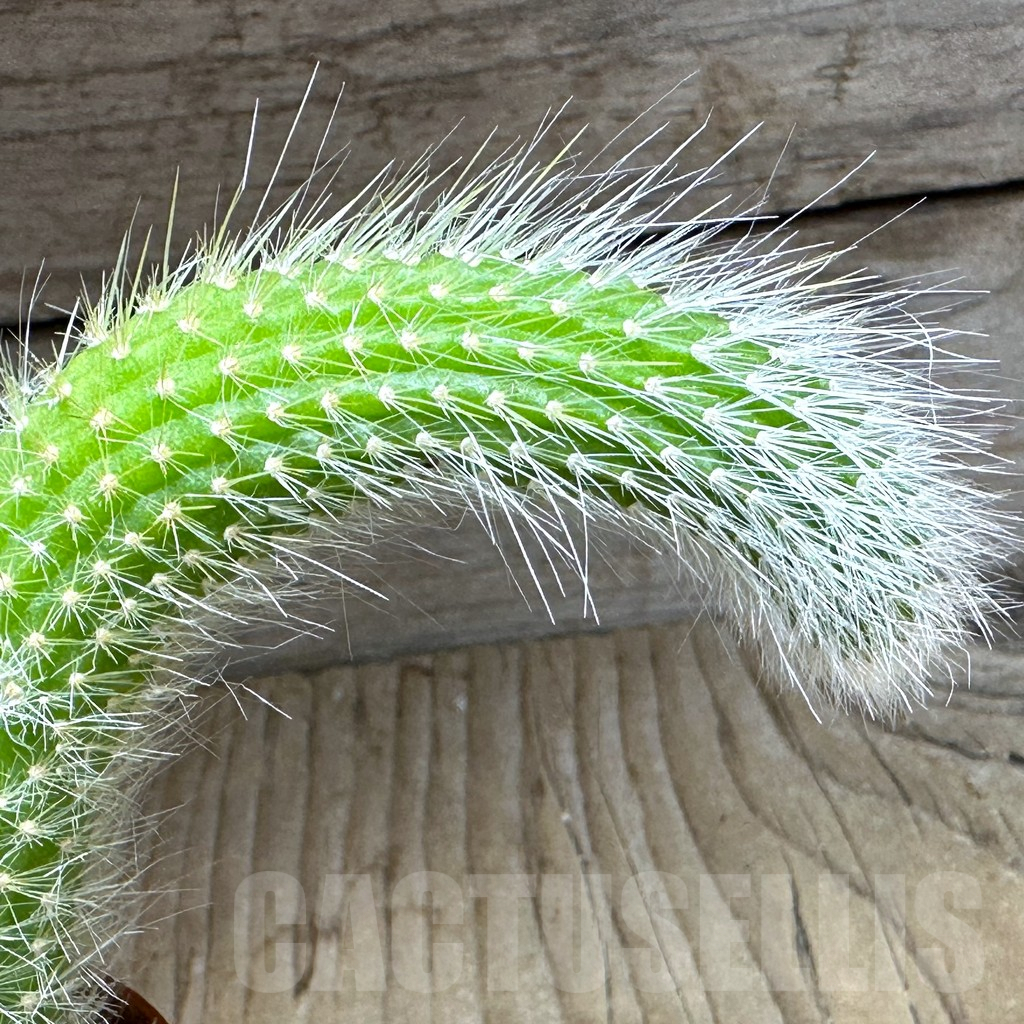 SHPR32153 Hildewintera colademononis