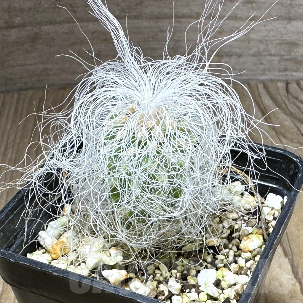 SHPR32154 Cephalocereus senilis