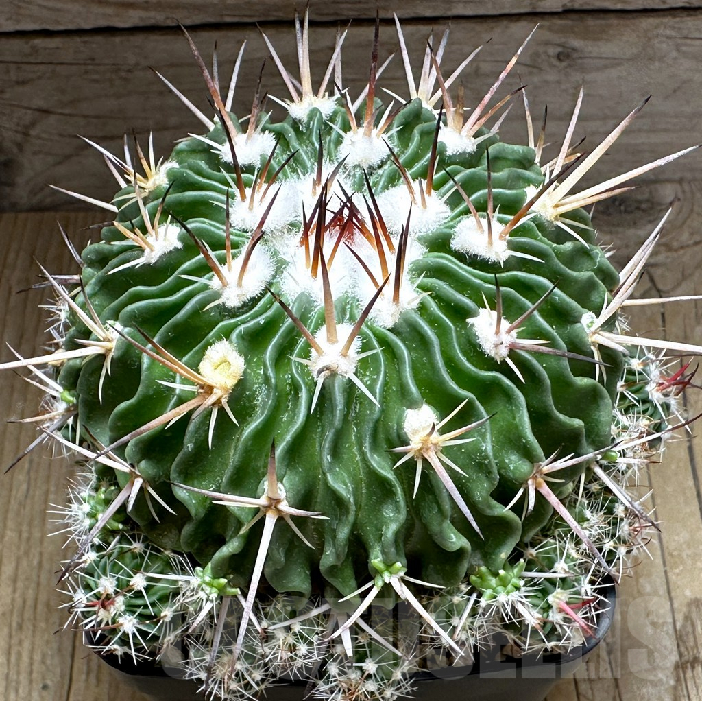 SHPR32155 Echinofossulocactus sp. REP 1486, old 18 years -Metztitlán-
