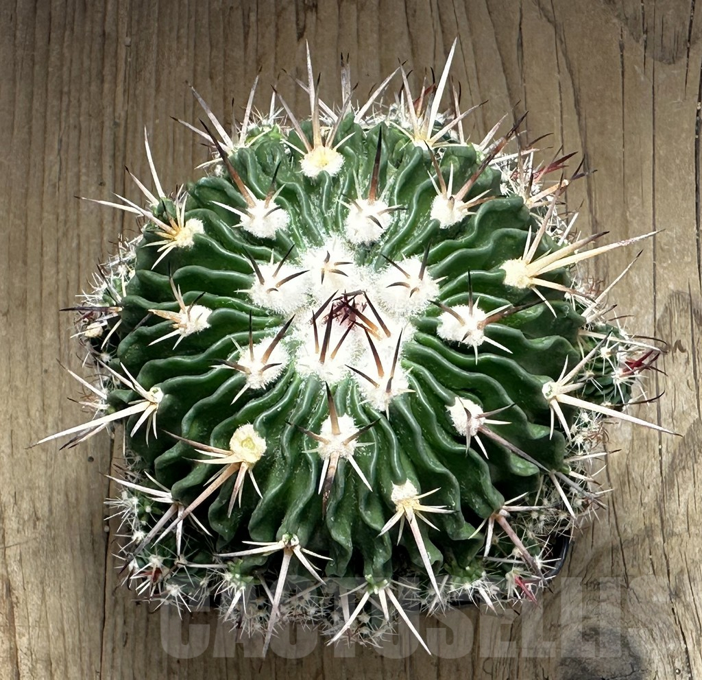 SHPR32155 Echinofossulocactus sp. REP 1486, old 18 years -Metztitlán- - Obrázek 2