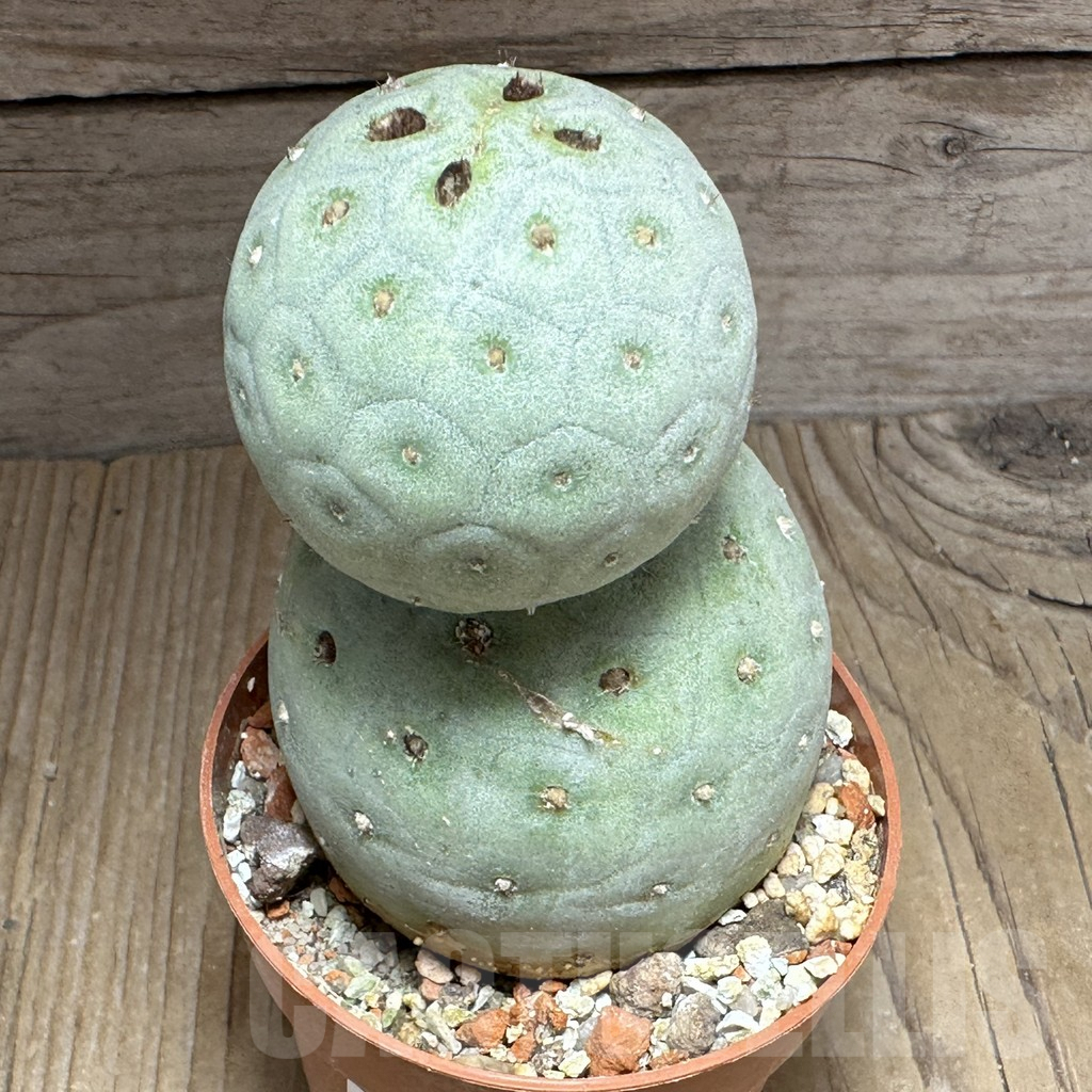 SHPR32156 Tephrocactus geometricus - Obrázek 2