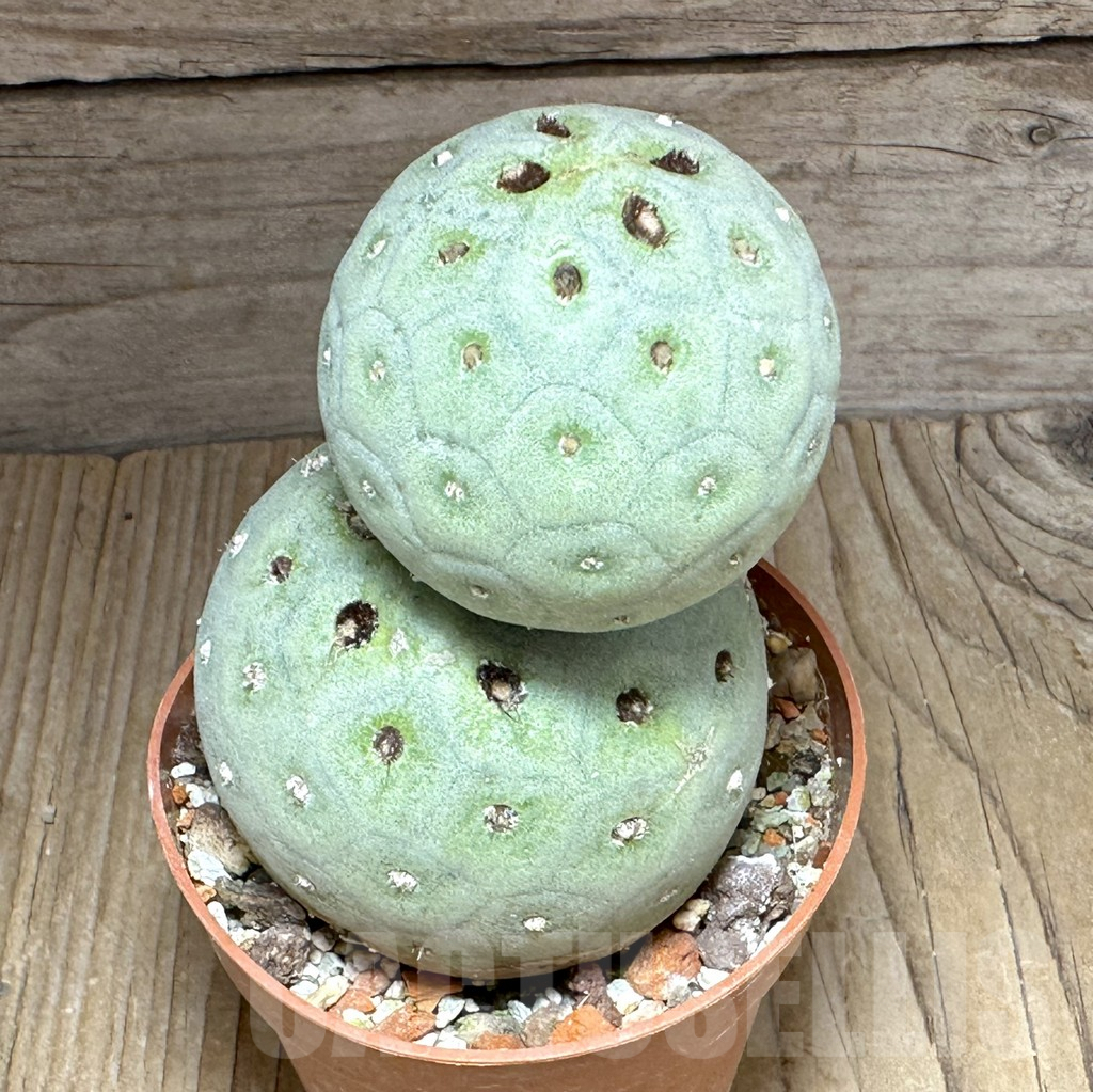 SHPR32156 Tephrocactus geometricus