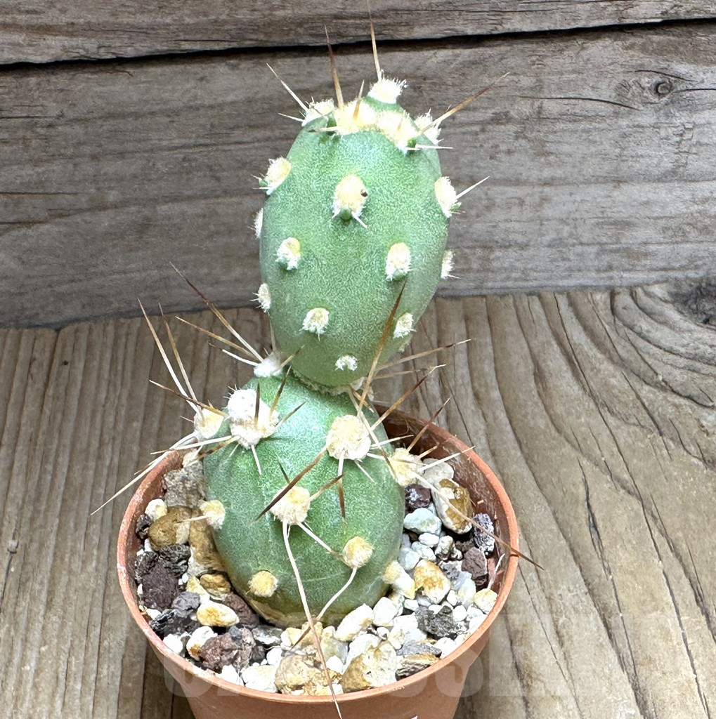 SHPR32157 Tephrocactus sphaericus