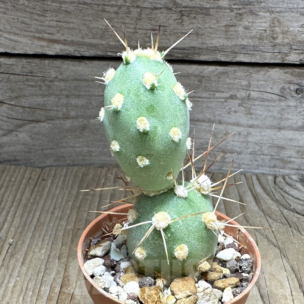 SHPR32157 Tephrocactus sphaericus - Obrázek 2