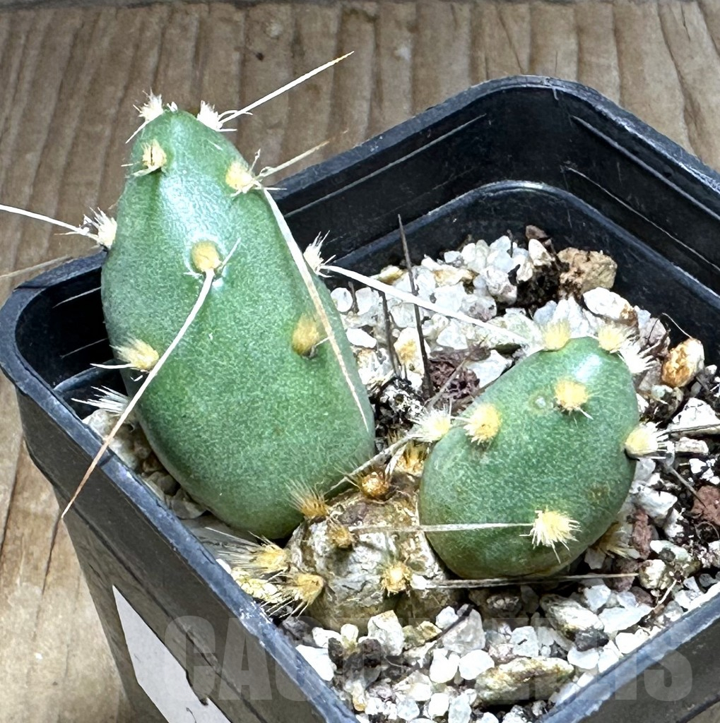 SHPR32158 Maihueniopsis glomerata MK 1017